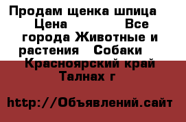 Продам щенка шпица.  › Цена ­ 15 000 - Все города Животные и растения » Собаки   . Красноярский край,Талнах г.